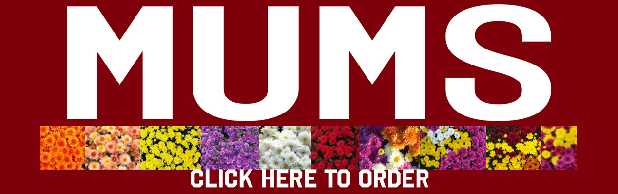 Click here to order mums